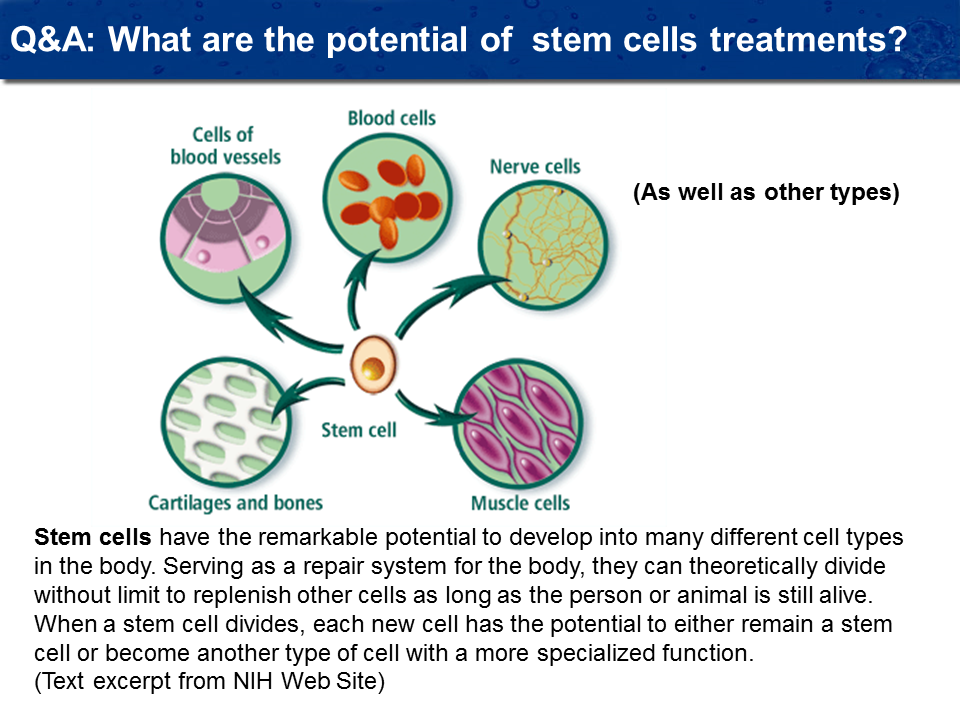 Potential stem cell treatments